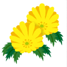 福寿草がくれた幸せなもの