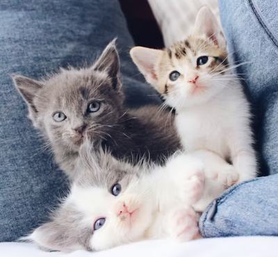 猫カフェの収益アップ術7選【2026年最新】経営者が実践すべき具体策