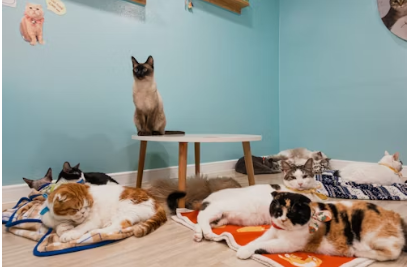 猫カフェの収益アップ術7選【2026年最新】経営者が実践すべき具体策