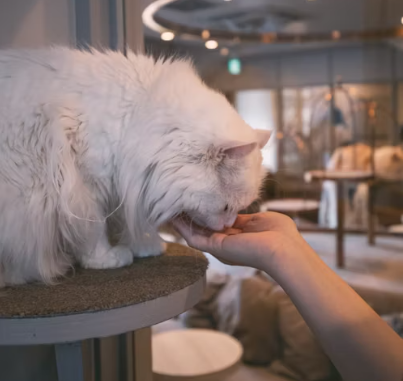 猫カフェの収益アップ術7選【2026年最新】経営者が実践すべき具体策